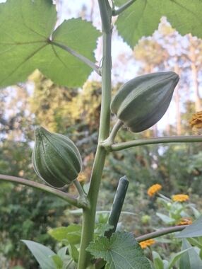 Okra Seeds Motherland.  From 2025 Harvest. A Lot Of 3 Pouches-34 seeds Each